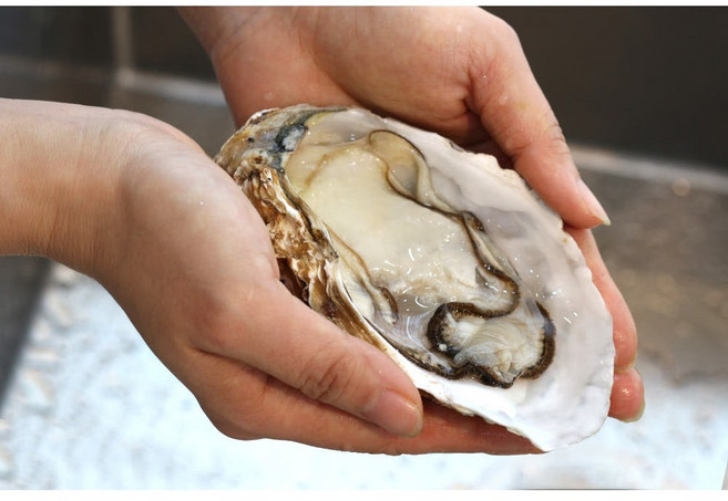 통영 사계절 삼배체굴 통굴/반손질하프셀 1kg [원산지:국산(경상남도 통영시)], 1세트, 삼배체 통굴 1kg