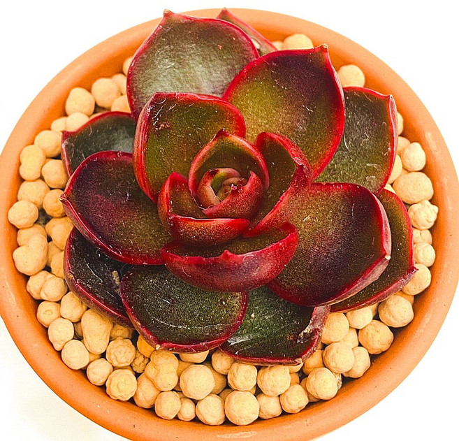 다육식물 선인장 홍등 희귀식물 카페장식 화분 식물 선물 꽃 공기정화 산아래다육이, 1개