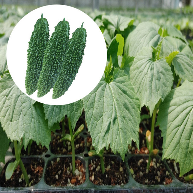 여주모종 (5개), 5개