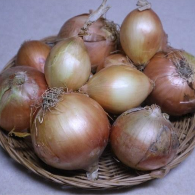 싱글벙글 국내산 양파 1kg, 1세트, 약1kg