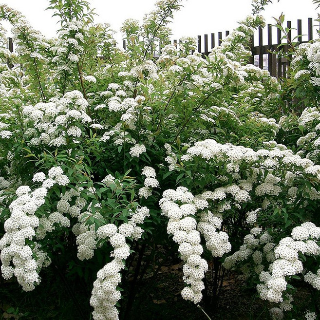 [새싹에서 나무까지] 공조팝나무 (키 60cm) 개화주 (5개 묶음), 1개