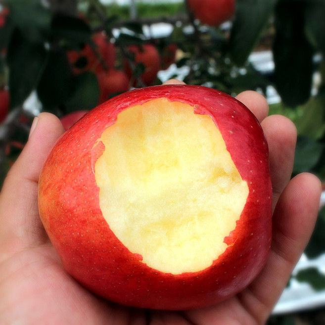 청년농부 당도선별 아삭상큼달콤 사과, 1개, 5kg 가정용 (중과)