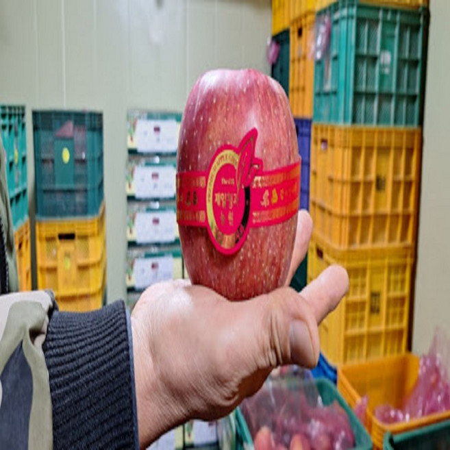 제일청과농원 밀양 얼음골 대과 선물세트 5kg 10kg (특상급 꿀사과), 1박스, 얼음골 대과 10kg (23~25)