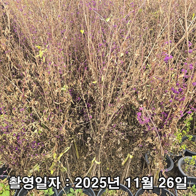 충주원예조경 / 좀작살나무 / 1.2m, 1개