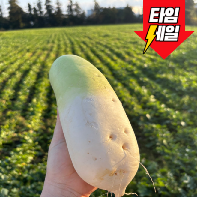 [전국최저가]해풍맞고자란 제주 월동무 무우 햇무, 1개, 3kg