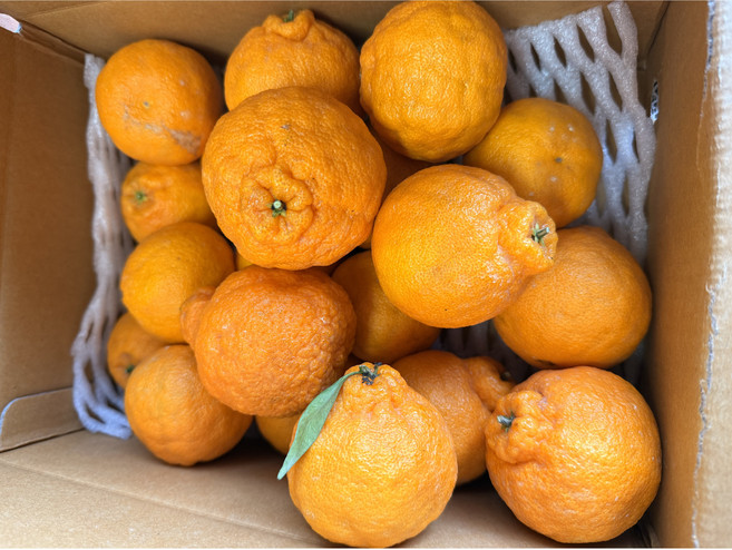 귤이랑감귤농장 세콤달콤 한라봉 5kg 3kg 선물용 가정용 산지직송, 1박스, 한라봉3kg가정용