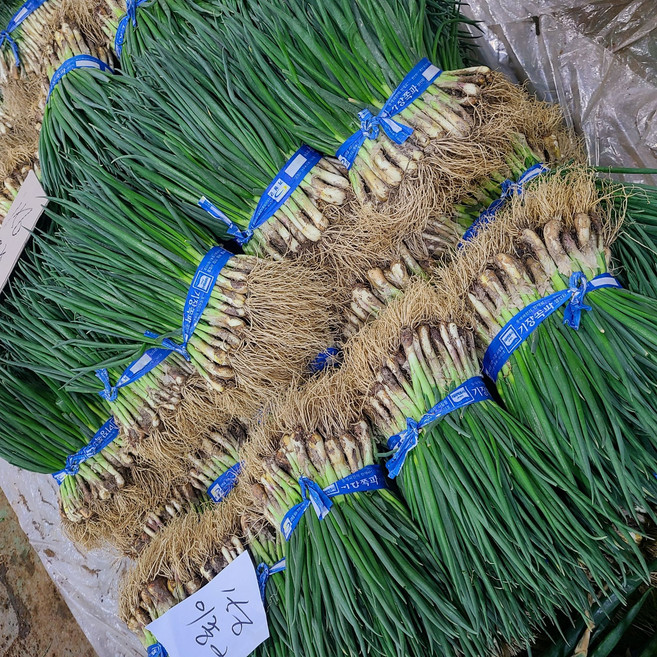 기장 흙쪽파 1단 최상품, 1개