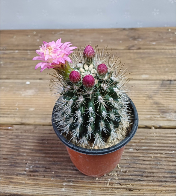 행복한꽃순이/네오포르테리아선인장, 1개