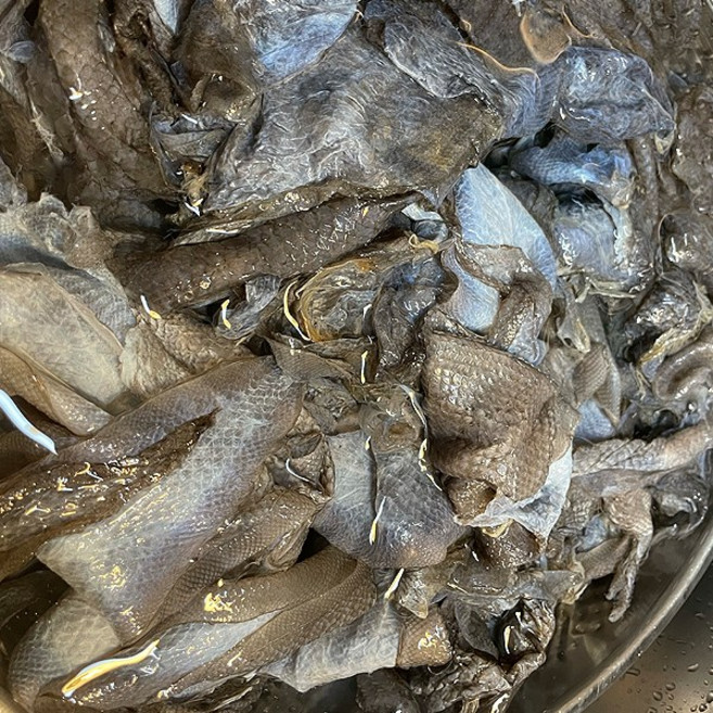 박대묵재료 박대껍질 벌버리묵재료 생선껍질 대용량 박대껍질, 5개, 1kg