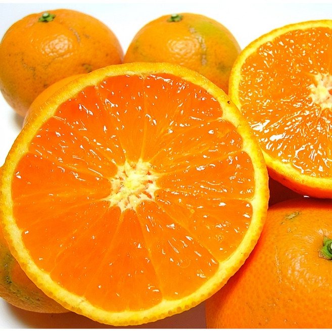 [만족도1위] 천상의맛 가정용 제주 청견, 1박스, 10kg