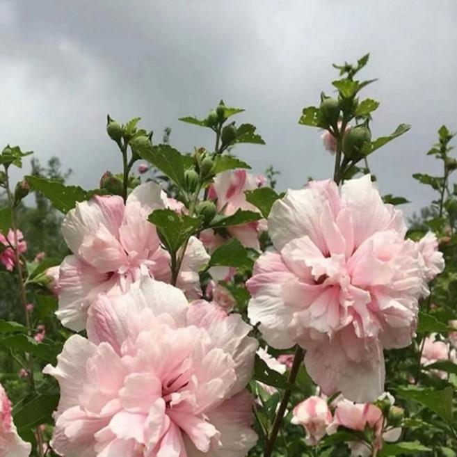 겹무궁화나무 연분홍꽃 60cm 포트묘 특묘 / 수입무궁화 나무 묘목 개화주/온화한 연분홍 꽃이피는무궁화나무 품종/루분홍심/신품종 무궁화, 1개, 1