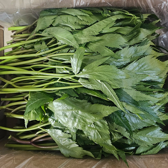 클릭마켓 국내산 당귀 당귀잎 쌈채소, 1개, 2kg