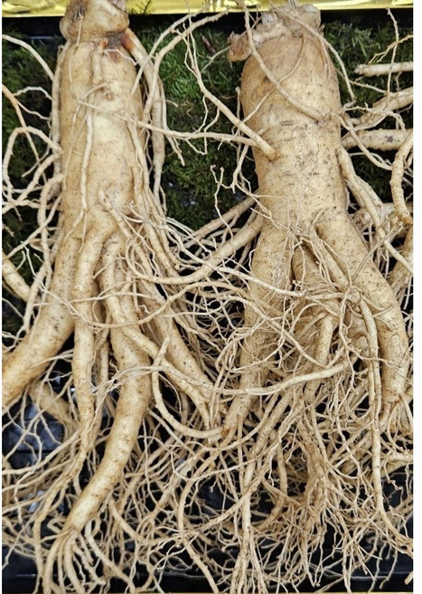 6년근고급형 한뿌리만풍기인삼(깨끗한A급 한뿌리 130g/150g/188g/250g) 무료세척 현대만석인삼사, 1개, 130g