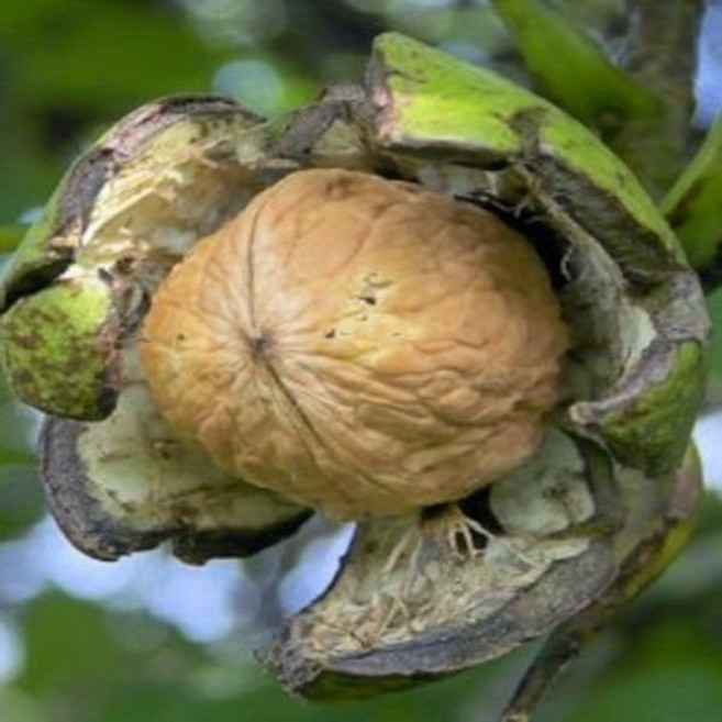 묘목/왕호두나무-호두 (신령)실생5년 분묘 TN200, 1개