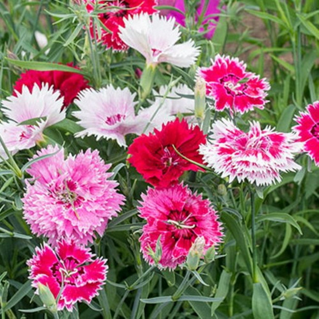 패랭이꽃 7종 씨앗 선택구매, 1개, 향기패랭이(혼합) 20립