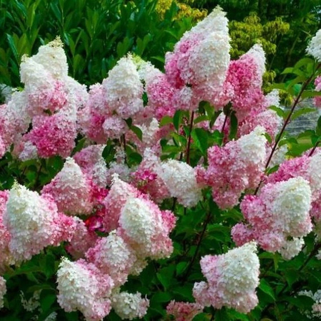 [키움농원]목수국 나무 바닐라프레이즈 3-4년 분포트 수국 나무, 바닐라프레이즈 3-4년 분포트(목수국), 1개