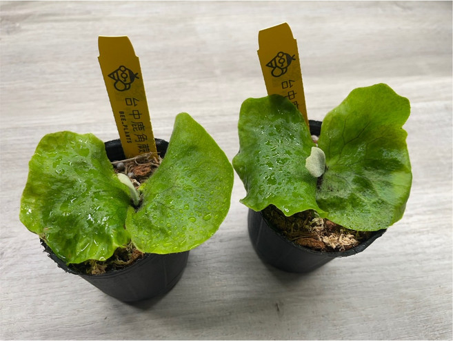 金功夫植物園 2.5吋蝴蝶鹿角蕨 18種原生品種 居家綠植 辦公室盆栽, 1個, 2顆2.5吋蝴蝶鹿角蕨