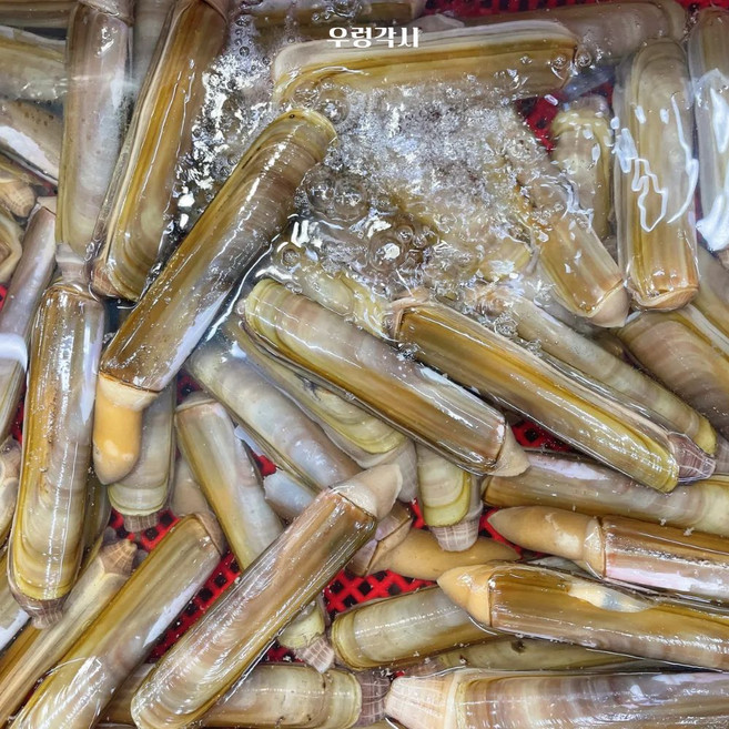 9위 - 대 맛조개 캠핑 자연산 바다 세트 제철 갈고리 도구 손질, 1개, 대맛조개(1kg)