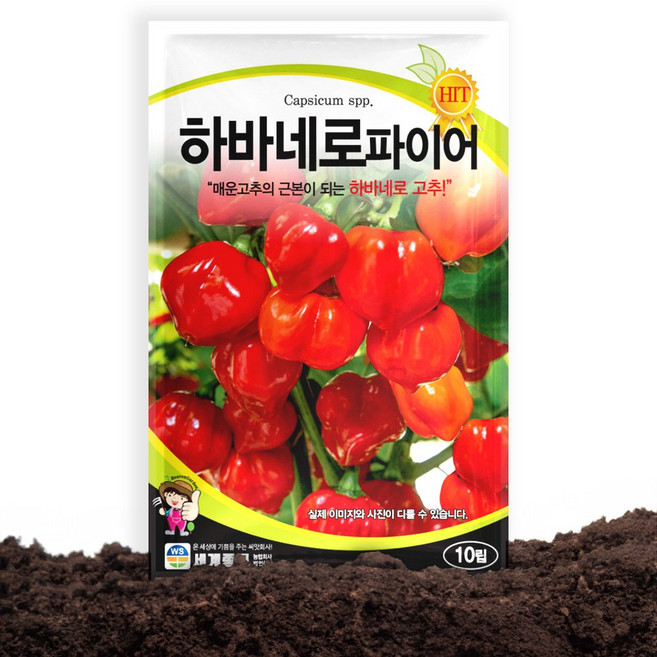 세계종묘 하바네로파이어 청양고추 씨앗 10립 하바네로 고추 씨 종자, 5개