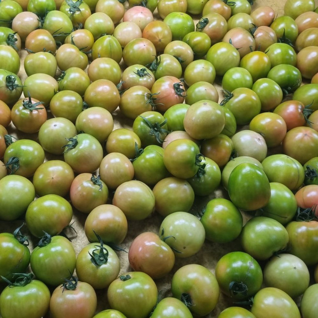 대저토마토 못난이 랜덤과, 5kg, 1박스