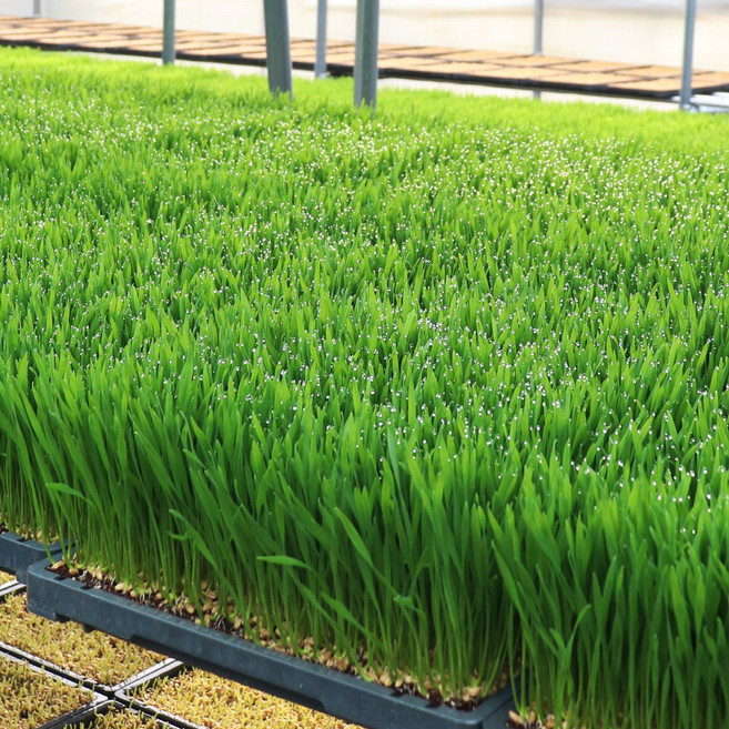 대관령청정농원 밀싹 보리싹 새싹보리 밀순, 1개, 보리싹만, 200g