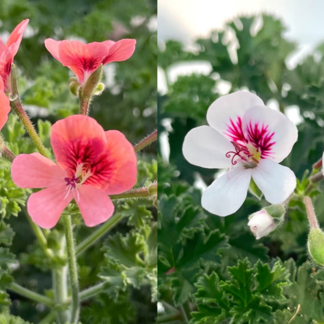 랜디제라늄 세트 신품종 엔젤아이스 제라늄, 1개, 신품종1,오렌지랜디1