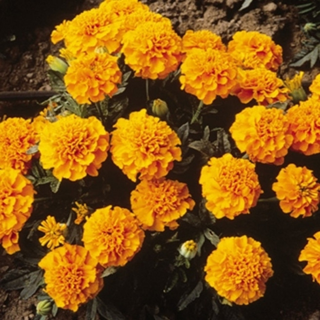 아시아종묘 씨앗 고급꽃 메리골드 1000립 슈퍼보이 오렌지, 1개