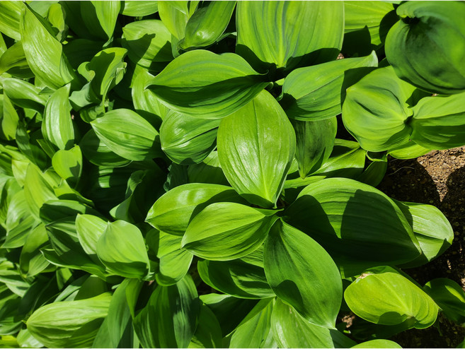 해발700고지 자연산 인제 산나물 명이나물 생명이 잎명이, 1개, 2kg