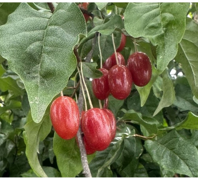 나무1번지- 왕보리수 나무 묘목 2년생 삽목묘 상묘, 1개, 왕보리수나무