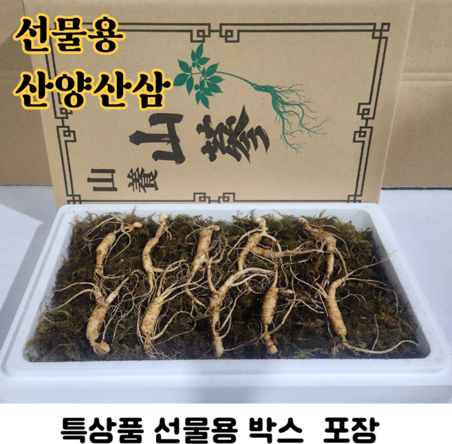 4위 - 산삼 강원도 인제 산양삼 1200고지 장뇌삼 야생 방치 산양산삼, 1박스, 6년근(특상품)선물용 5뿌리