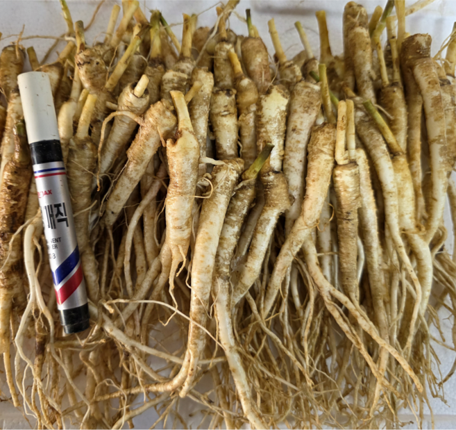 국산 약도라지 나물용 생도라지 모종용도라지 건도라지 금산 3년근 1kg, 1개, 1kg 나물용(소)-세척