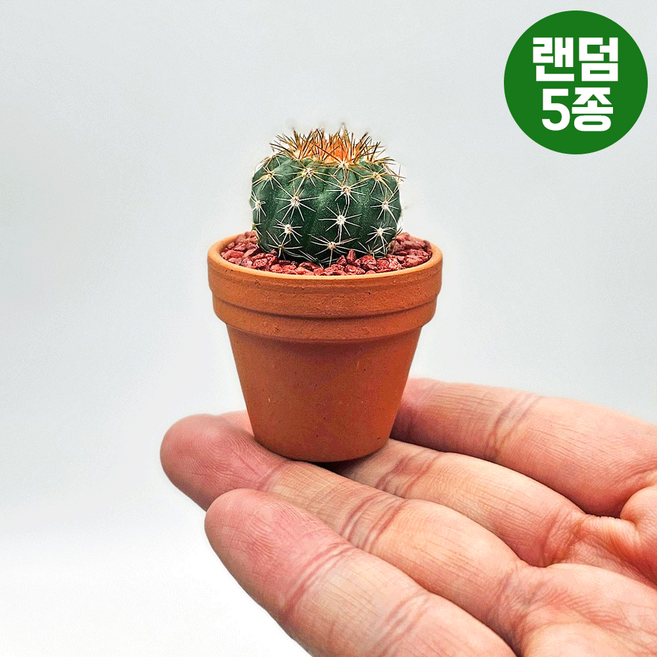 미미네아쿠아 반려식물 선인장 키우기 - 쁘띠 선인장 5종 (랜덤)