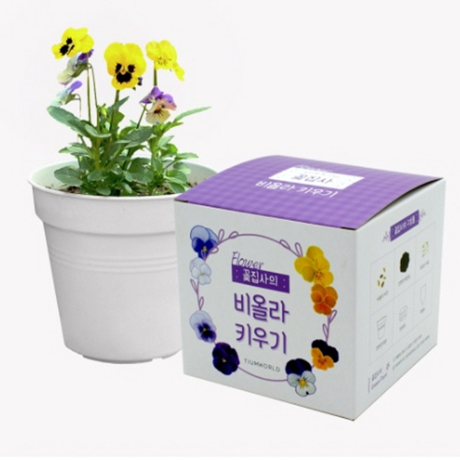 슬로시 비올라 꽃 씨앗 식목일 식물 키우기 꽃집사 화분 재배세트, 4)꽃집사_마리골드