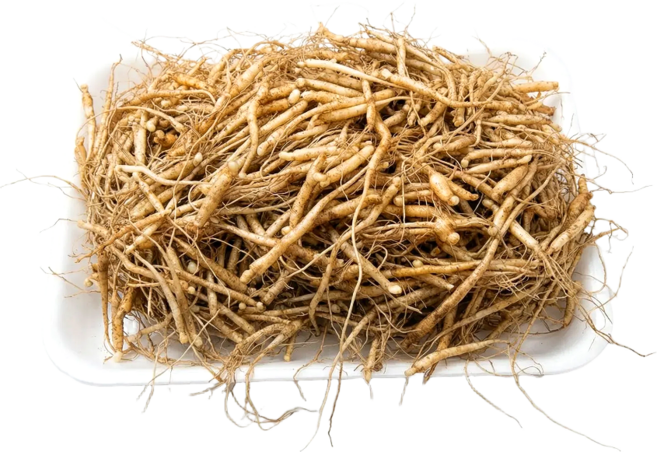 풍기인삼 새싹삼/애기삼 1년생 후치기, 2개, 500g