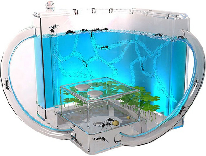 홈앤네이처 LED 개미집 키우기, 블루, 1개