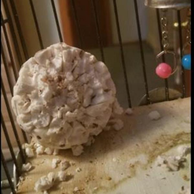 호환 3조각 솔라 공 2.36 인치 새 씹기 장난감 천연 식물 햄스터 을위한 파쇄 가능 먹이 찾기 애완 동물 물