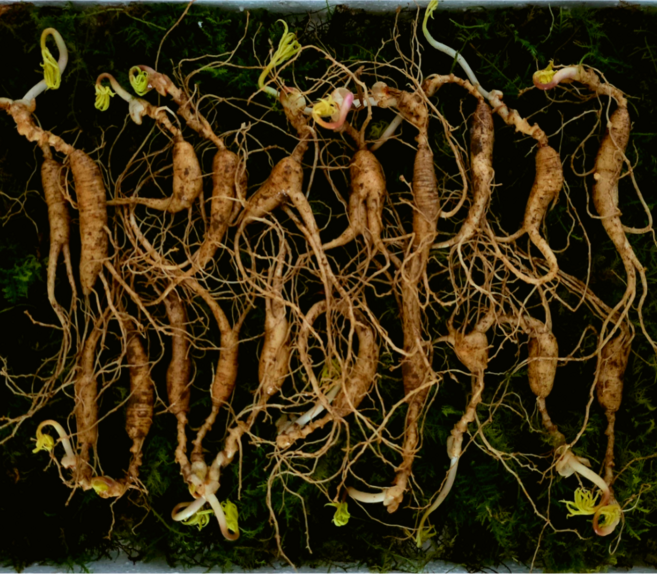 [임금님산삼] 강원도 산삼 5~6년 못난이삼 진짜 산양삼 10/20/30뿌리 장뇌삼 고산지대 1200고지, 5g, 20개