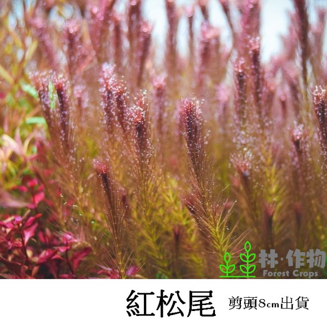 《林作物》水草 紅松尾 (瓦氏水豬母乳) 水中葉 紅色 耐熱 中景 後景 一般級, 每份單1株