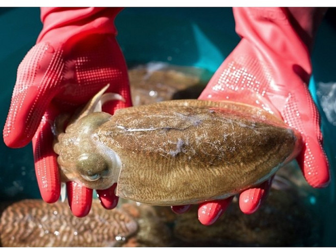 레브 국내산 횟감 생물 제철 갑오징어 1kg 숙회 오징어무침 오징어구이, 1개, 1kg (2-4미 내외)