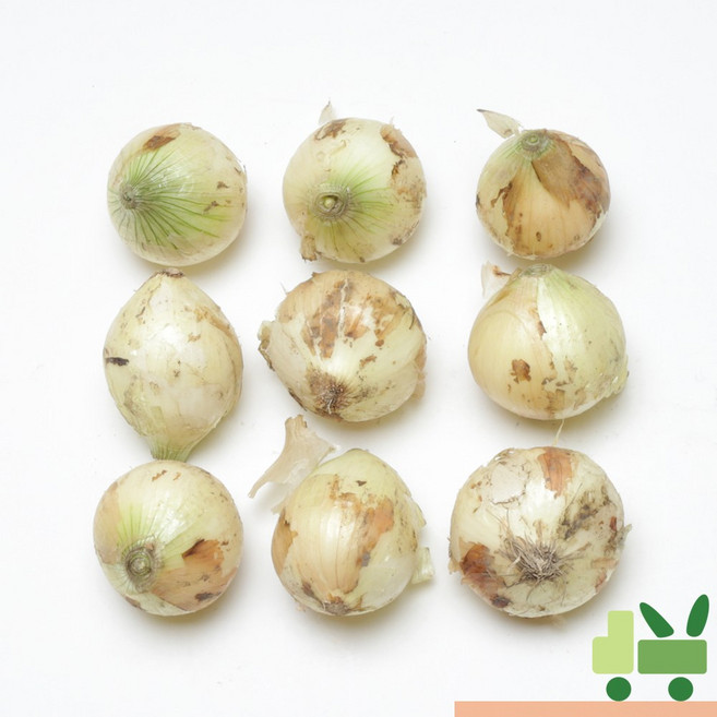 사라상회 양파 (3등) 5kg 장아찌용, 1개