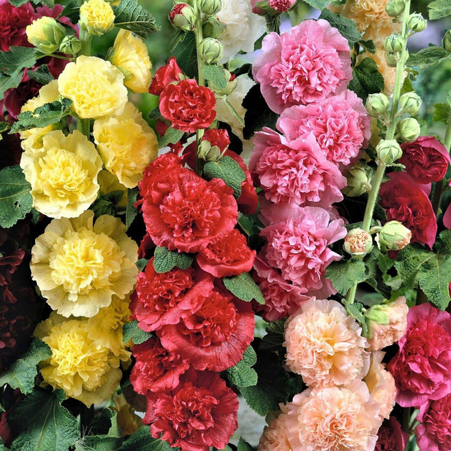 [Q가든] 겹접시꽃 숙근 유럽직수입 접시꽃 알세아 뿌리 구근 특선 모음, 3개