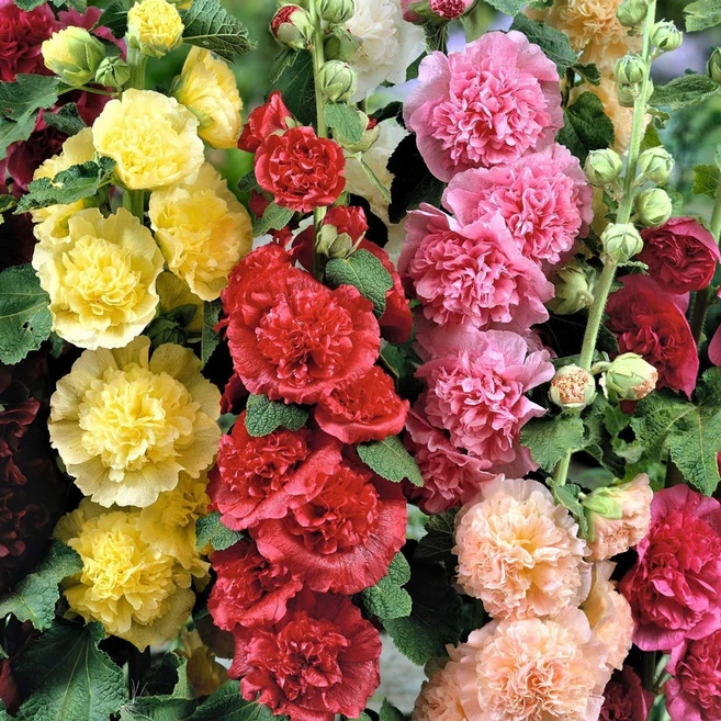 [Q가든] 겹접시꽃 숙근 유럽직수입 접시꽃 알세아 뿌리 구근 특선 모음 1set 5개, 3개 - 쿠팡