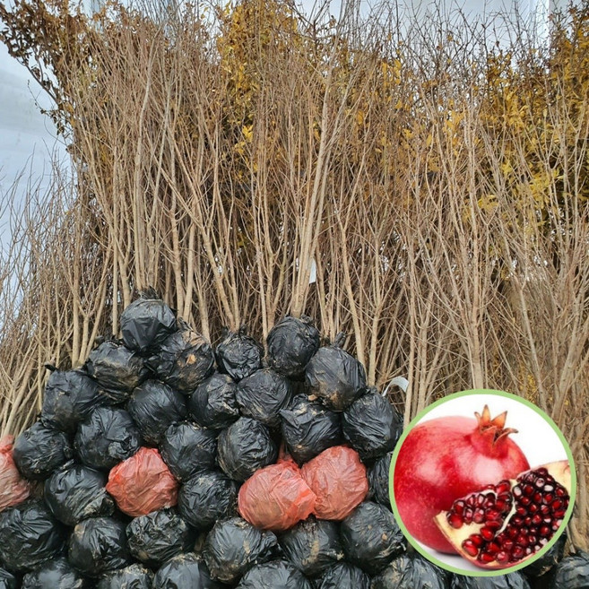 왕석류나무 3년생 결실주 단석류 슈퍼석류 에버그린농원, 1개, 왕석류5년1주
