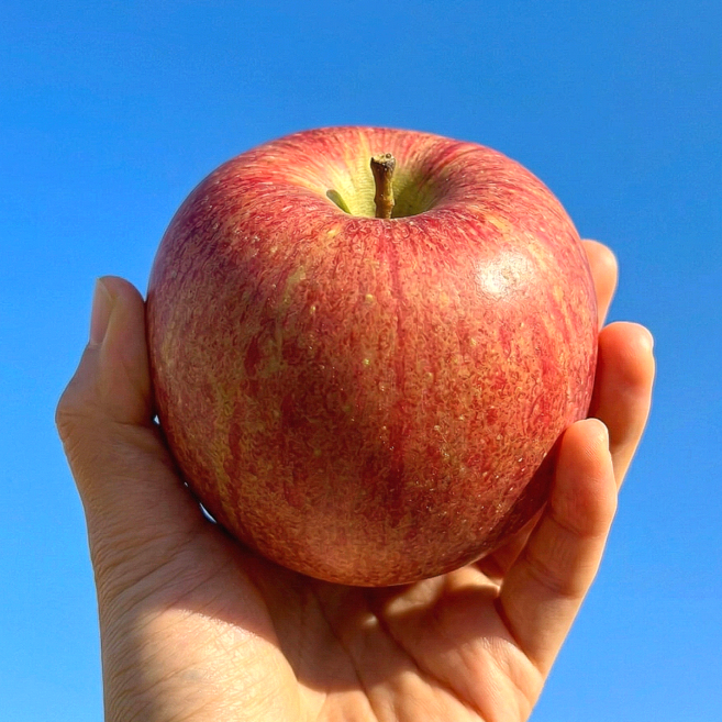 [산지직송] 15brix 초고당도 부사사과 햇꿀사과, 1개, 4kg 가정용