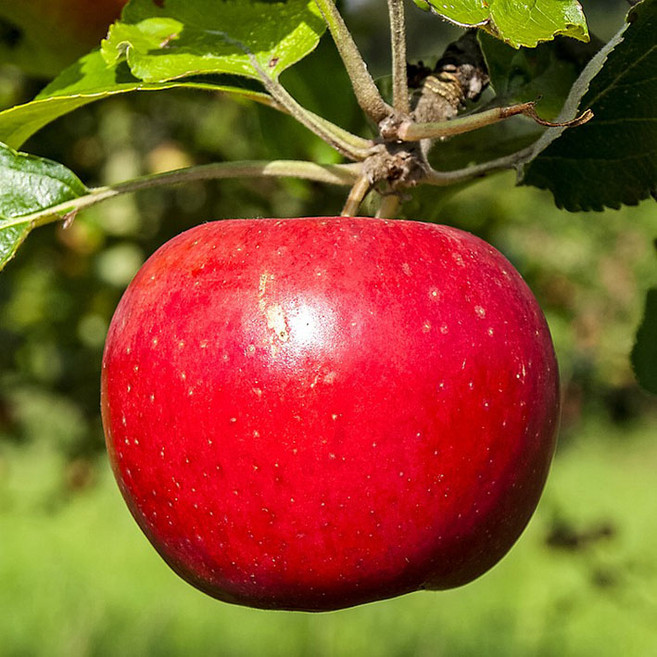 [아침과일향기] 청송사과 고당도 꿀사과 산지직송 정품 선물용 프리미엄사과 선별보장사과, 1박스, 5KG(선물용,프리미엄사과 특대과)