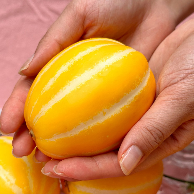 고당도 국내산 가정용 혼합 성주 꿀참외, 1박스, 3kg