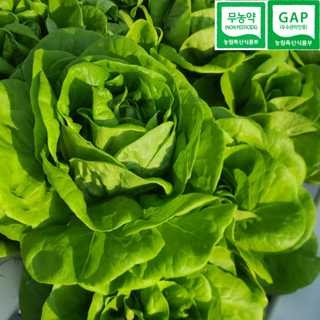 [도하팜] [버터헤드 단일품목] 수경재배 무농약 GAP 유럽샐러드, 1개, 500g