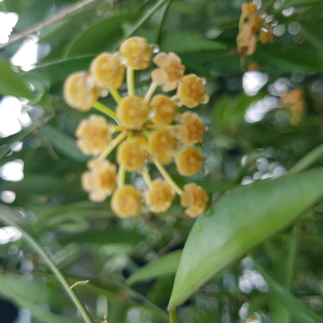 도도팜 호야 수입호야 퓨비갈릭스(모종) 호야 썬라이즈 (모종) 꽃x 리사호야 일반호야 소품 꽃피는호야 특이식물 공중식물 걸이식물 특이식물 호야식물 호야넝쿨, 1개, 02. 호야 썬라이즈 1개