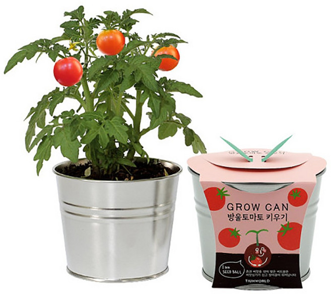그로우캔 6종 미니화분 식물키우기 방울토마토 해바라기 나팔꽃 스위트바질, 그로우캔_방울토마토