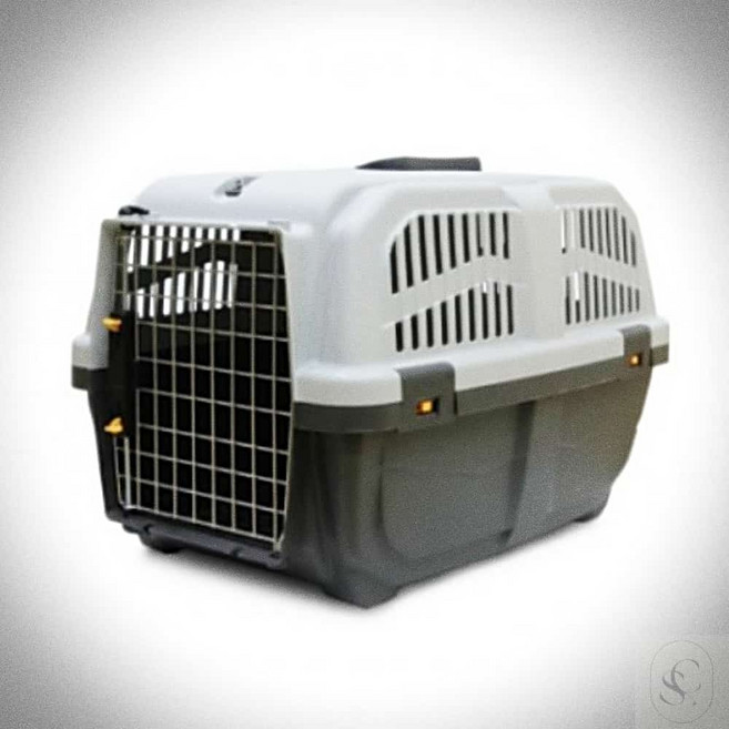 솔마켓 오가닉 화이트닝 샴푸 500ml 애묘 키튼 미용용품 백모용